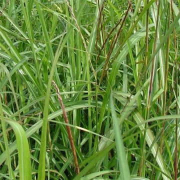 Miscanthus sinensis August Feder - Silvergrass