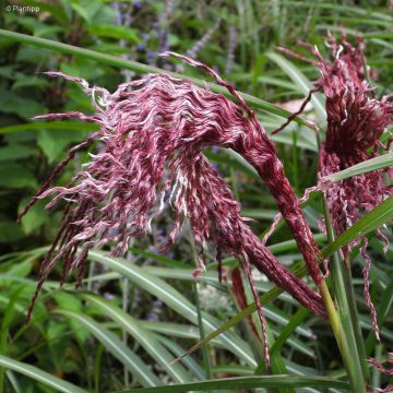 Miscanthus sinensis Boucle - Silvergrass