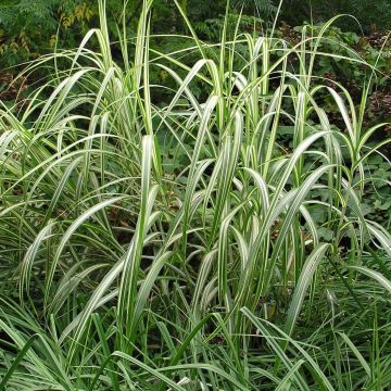 Miscanthus sinensis var. condensatus Cabaret - Silvergrass