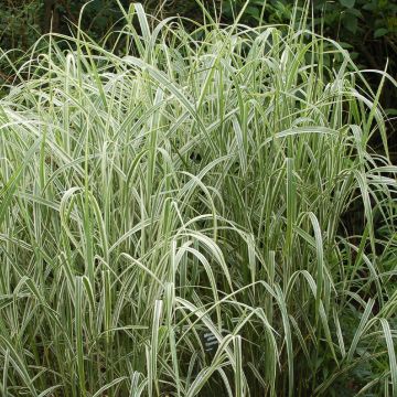 Miscanthus sinensis var. condensatus Cosmopolitan - Silvergrass