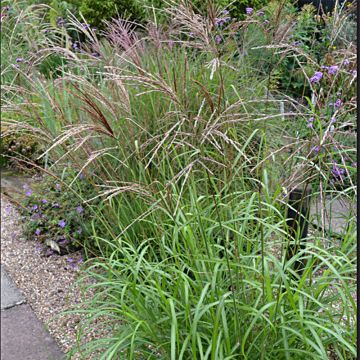 Miscanthus sinensis Emmanuel Lepage - Roseau de Chine