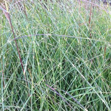 Miscanthus sinensis Etincelle - Silvergrass