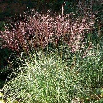 Miscanthus sinensis Ferner Osten - Silvergrass