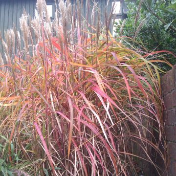 Miscanthus sinensis Ghana - Roseau de Chine