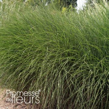 Miscanthus sinensis Gnome - Silvergrass