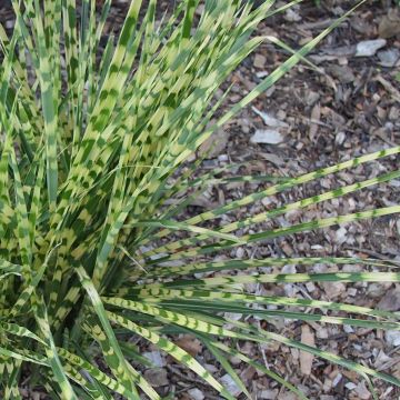 Miscanthus sinensis Gold Bar - Silvergrass