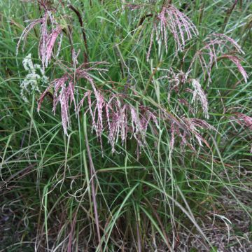 Miscanthus sinensis Kaskade - Silvergrass