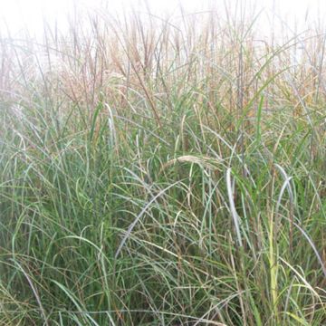 Miscanthus sinensis Kleine Silberspinne