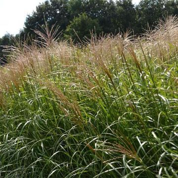 Miscanthus sinensis Krater - Silvergrass