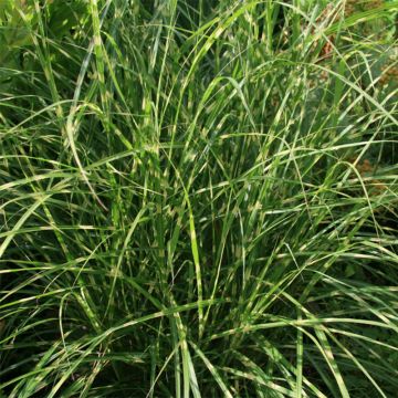 Miscanthus sinensis Little Zebra - Silvergrass