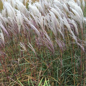 Miscanthus sinensis Nippon - Silvergrass