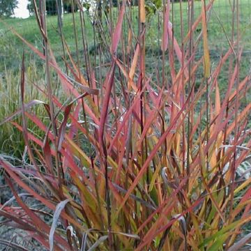 Miscanthus sinensis Purple Fall® - Eulalie, Roseau de Chine