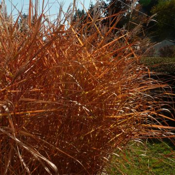 Miscanthus sinensis Purpurascens - Silvergrass