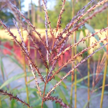 Miscanthus sinensis Rotsilber - Silvergrass