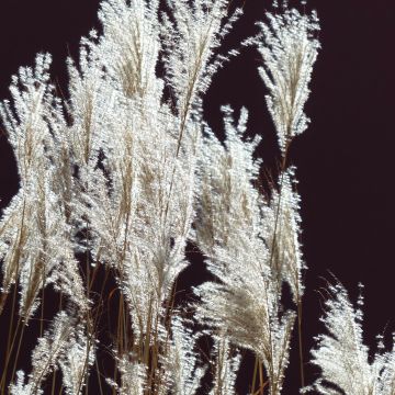 Miscanthus sinensis Silberfeder - Silvergrass