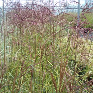 Miscanthus sinensis Silberspinne - Silvergrass