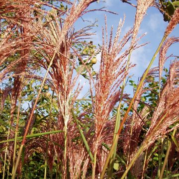 Miscanthus sinensis Sirene - Silvergrass