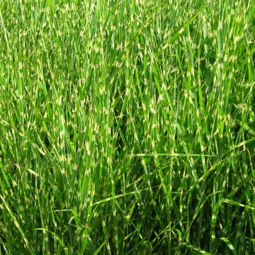 Miscanthus sinensis Strictus - Silvergrass