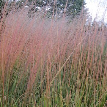 Molinia caerulea Windsaule - Purple Moor-grass