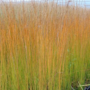 Molinia caerulea Edith Dudszus - Molinie bleue