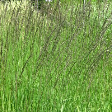 Molinia caerulea subsp. arundinacea Fontäne - Purple Moor-grass
