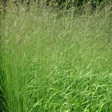 Molinia caerulea subsp. arundinacea Skyracer - Purple Moor-grass