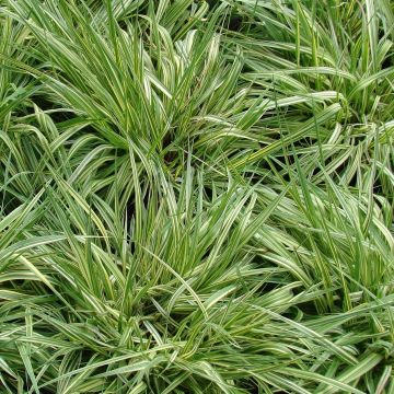 Molinia caerulea susbp. caerulea Variegata - Purple Moor-grass