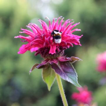 Monarda Bee-True - Beebalm