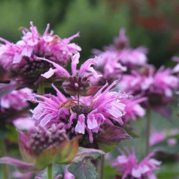 Monarda Mohawk - Beebalm