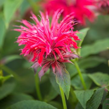 Monarda didyma Pink Supreme