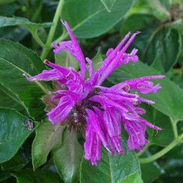 Monarda fistulosa tetraploid - Beebalm