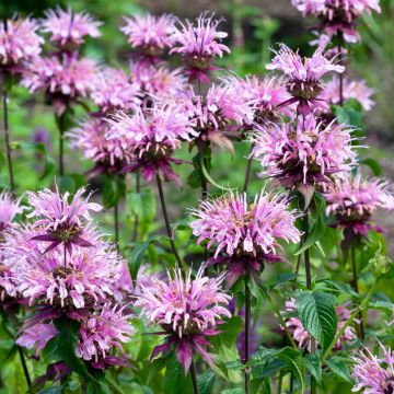 Monarda Beauty of Cobham - Beebalm