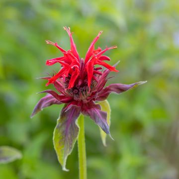 Monarda Cambridge Scarlet - Beebalm