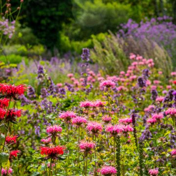 Monarda Croftway Pink - Monarde Croftway Pink - Bergamote Croftway Pink