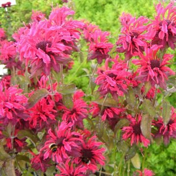 Monarde Feuerschopf - Bergamote rouge intense.