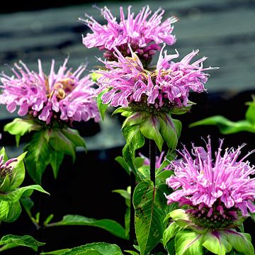 Monarda Melissa - Beebalm