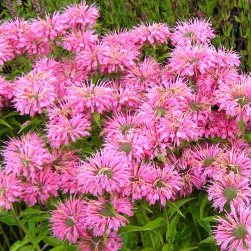 Monarda didyma Pardon My Pink - Beebalm