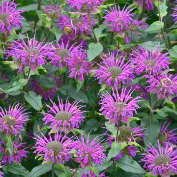 Monarde Prärienacht - Bergamote Lilas pourpre