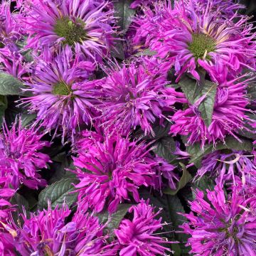 Monarde Purple Lace - Bergamote rose pourpré