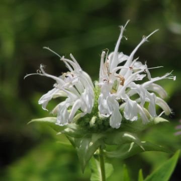 Monarda hybrida Schneewittchen - Beebalm