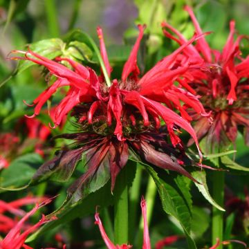 Monarda Squaw - Beebalm