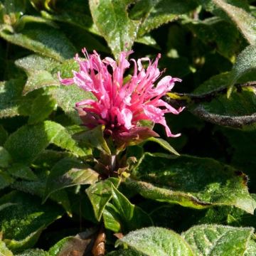 Monarda didyma Cranberry Lace - Beebalm