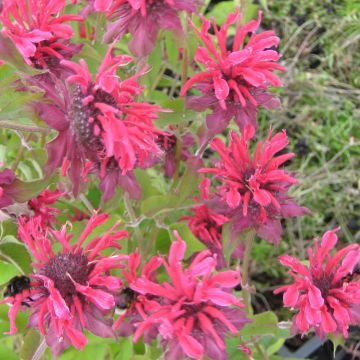 Monarde hybride Gewitter Wolke - Bergamote rose tyrien