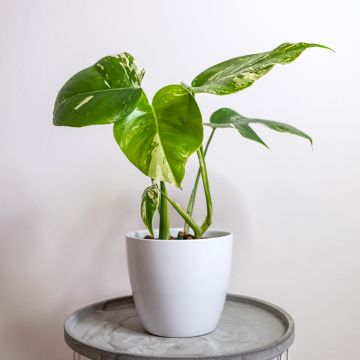 Monstera deliciosa Thai Constellation - Swiss cheese plant