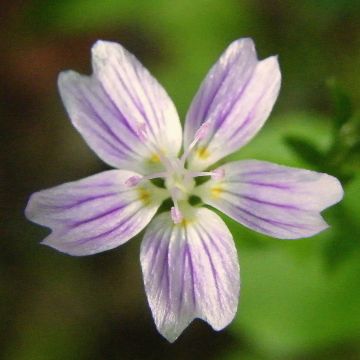 Claytonia sibirica