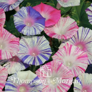 Ipomoea purpurea - Morning Glory Carnevale Di Venezia Seeds