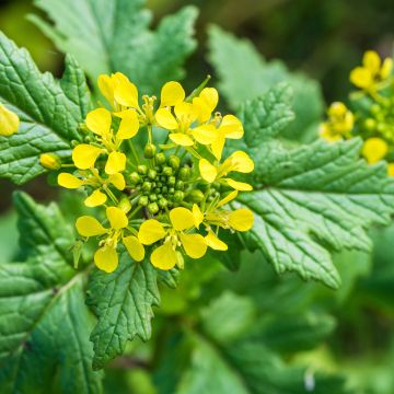 White Mustard - Green Manure - 10 m²