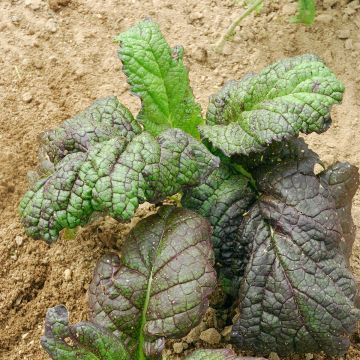 Organic Rode Amsoïm Red Mustard seeds - Ferme de Sainte Marthe seeds - Brassica juncea