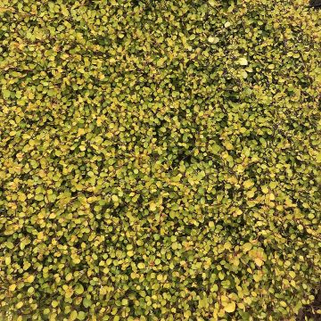 Muehlenbeckia complexa Golden Girl - Maidenhair Vine