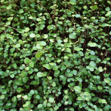 Muehlenbeckia complexa Sealand Compact - Maidenhair Vine